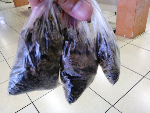 drogas goitacazes 1901 2