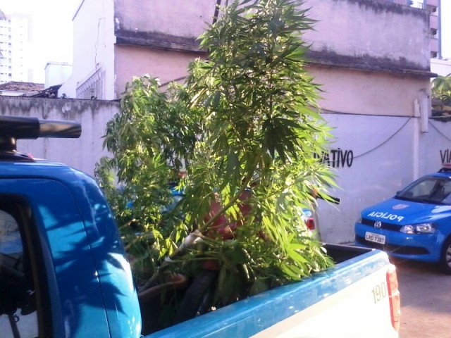 pés de maconha