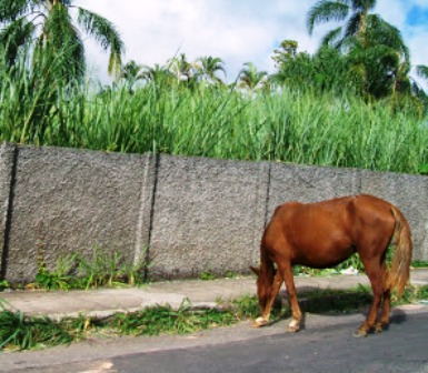 animais via pública