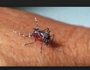 dengue capa 2