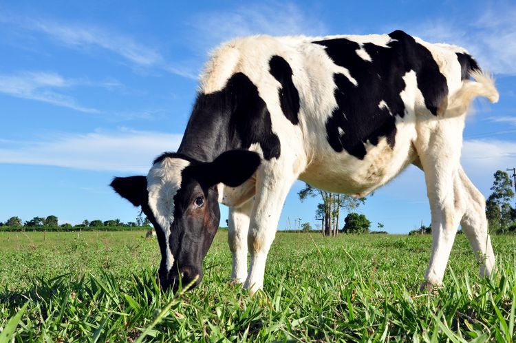 vaca