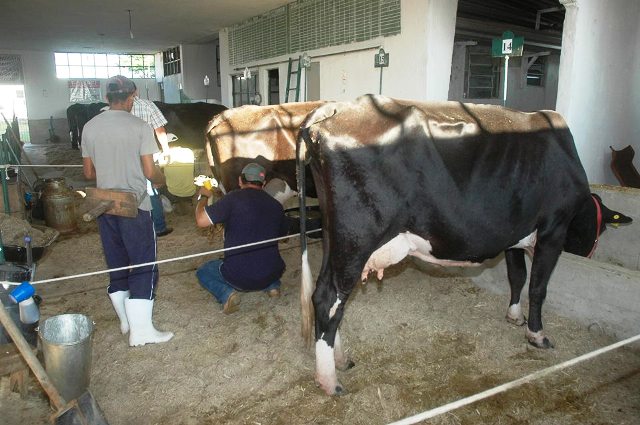 vaca expoagro