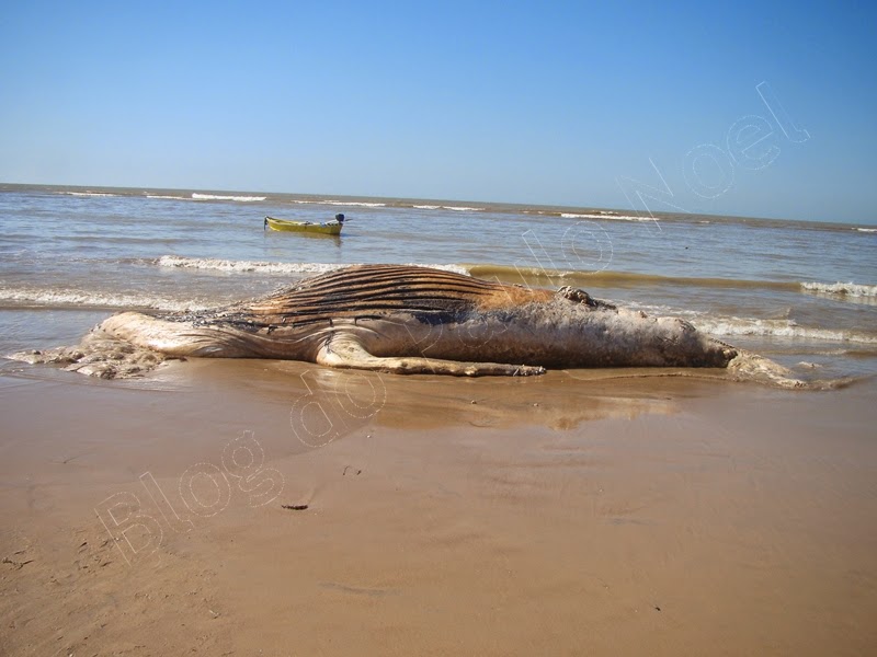 baleia