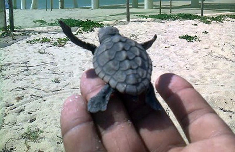 tartaruga