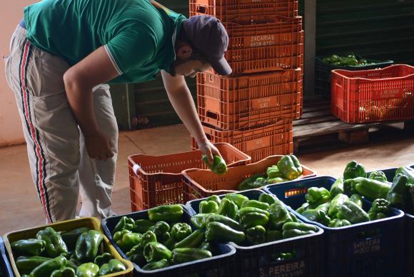903224-alimentos_ paa_planaltina_ estrangeiros_ditribuicao_ (2 de 22)