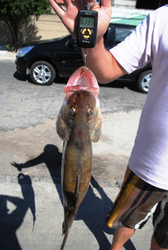 robalo 2