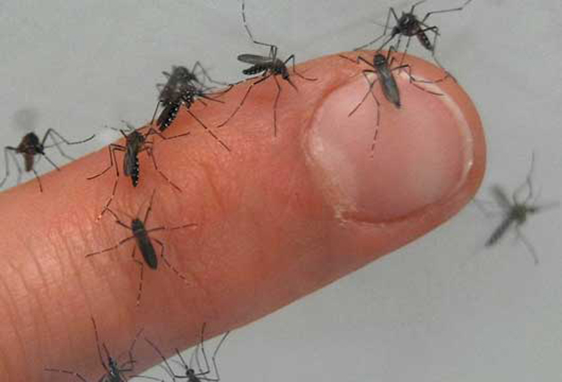 Chikungunya
