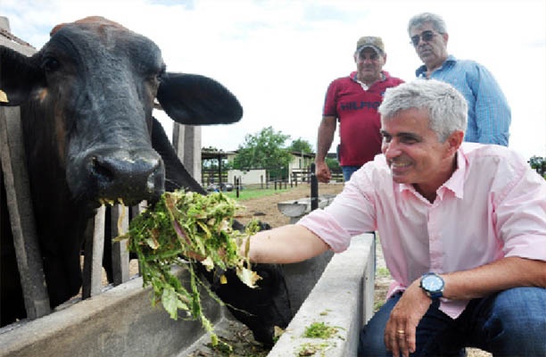 Eduardo Crespo abacaxi gado