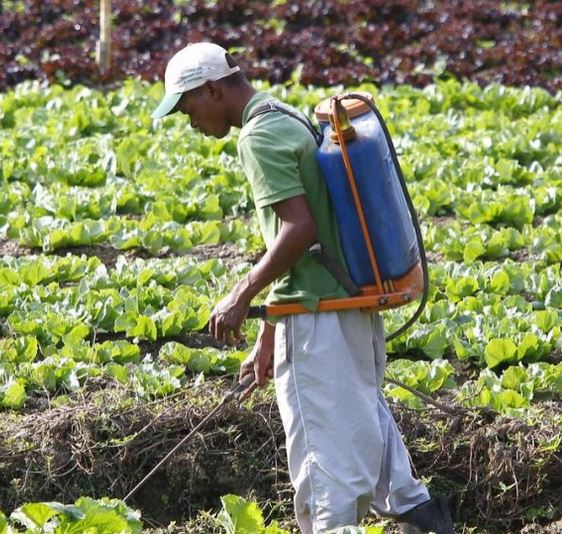 agrotoxico-OGlobo