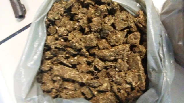 maconha 2905
