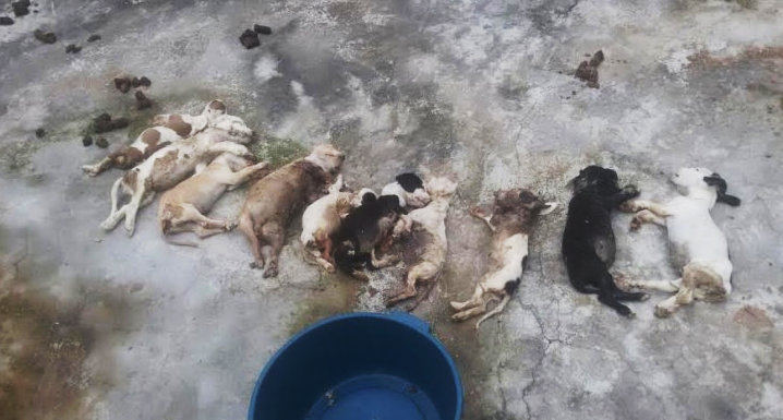 cães  020615