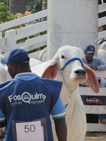 expo de goiania 2015 265