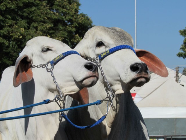 expo de ourinhos 2015 103