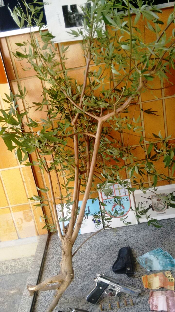 pé de maconha13