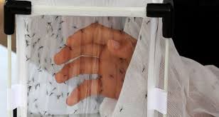 zika 5