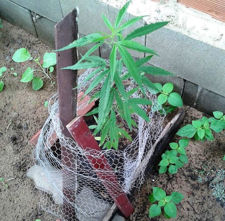 maconha pé