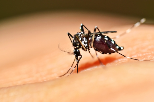 mosquito da dengue