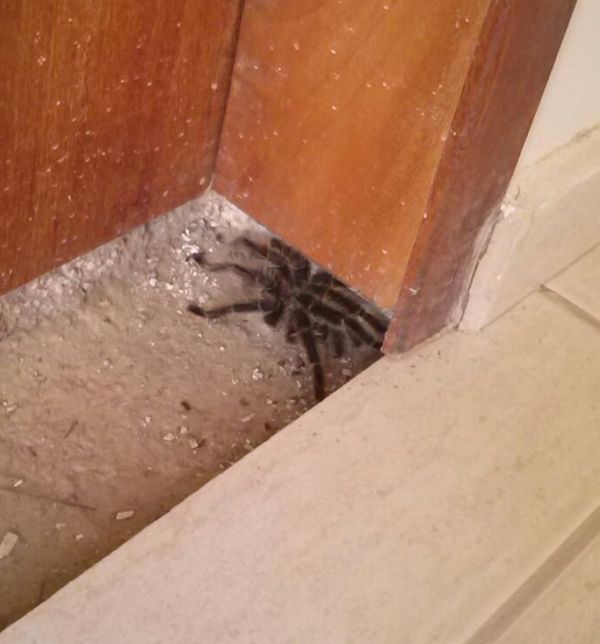 aranha 2