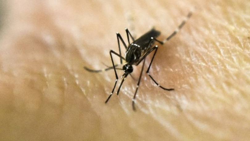 dengue