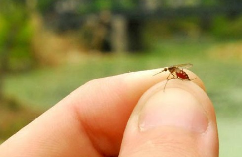 mosquito