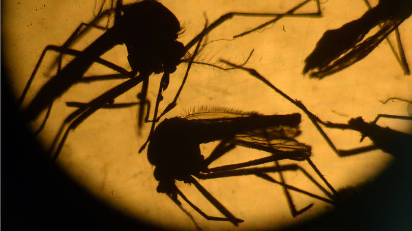mosquito-aedes-aegypti-transmissor-da-dengue-virus-zika-e-febre-chikungunya