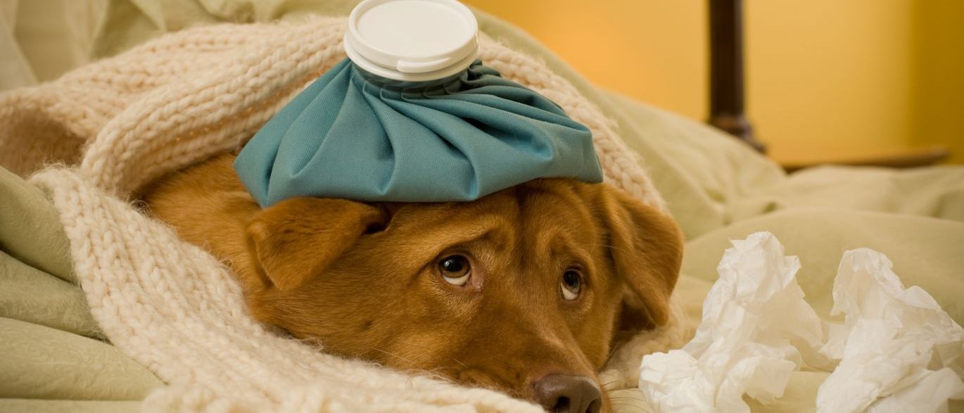 cachorro doente