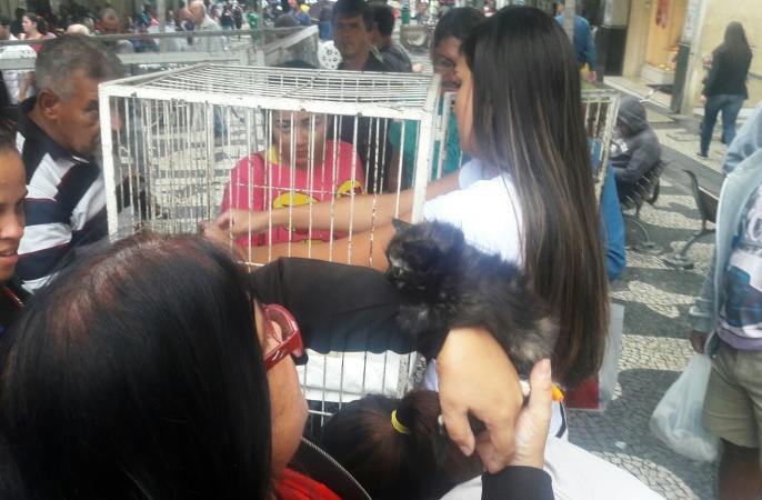 feira animais 2