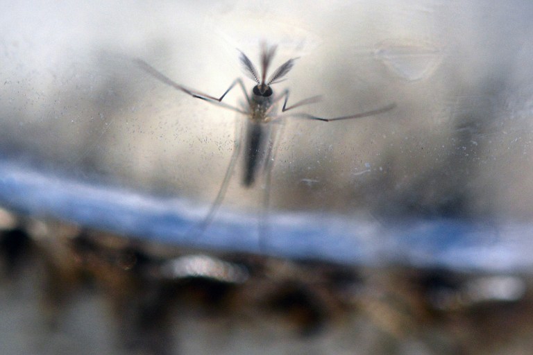 EL-SALVADOR-HEALT-ZIKA-VIRUS-EL SALVADOR HEALTH ZIKA VIRUS