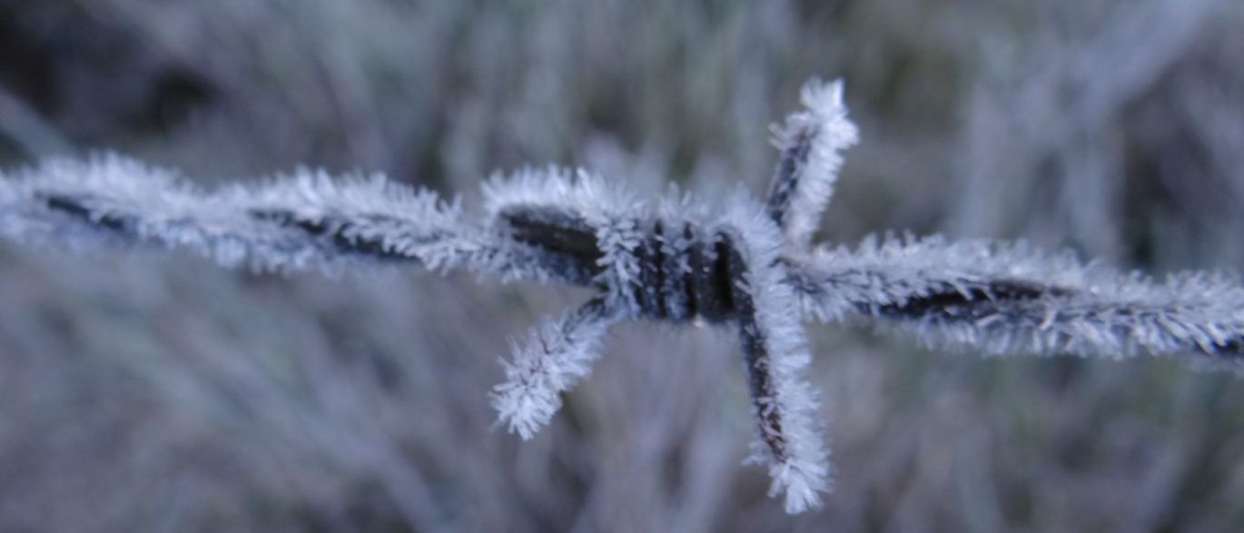 neve