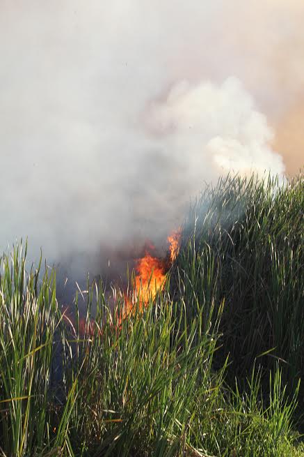 fogo em canavial