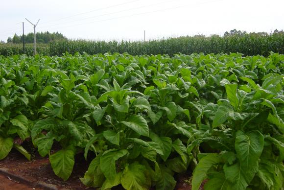 plantacao_de_tabaco
