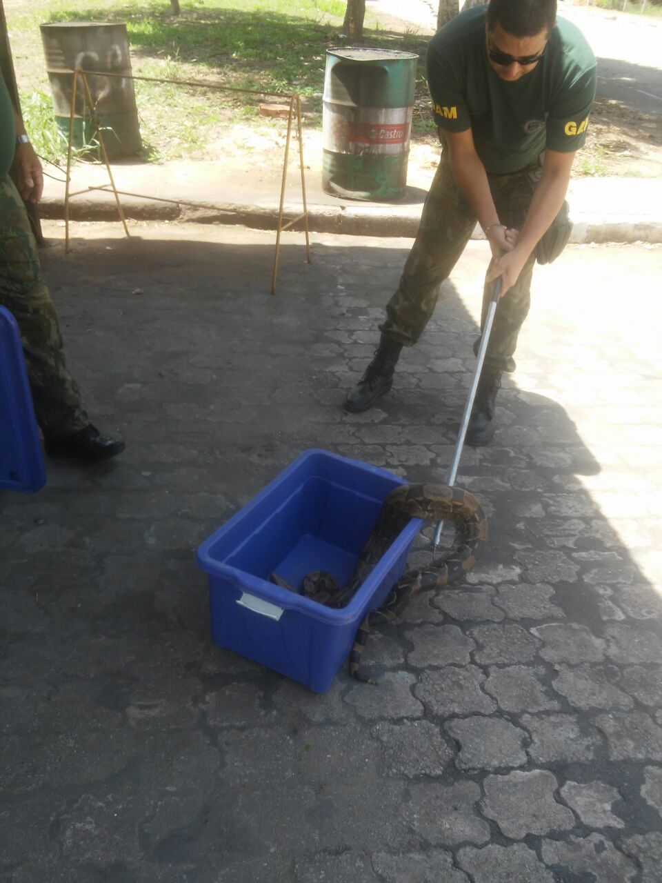 jiboia151