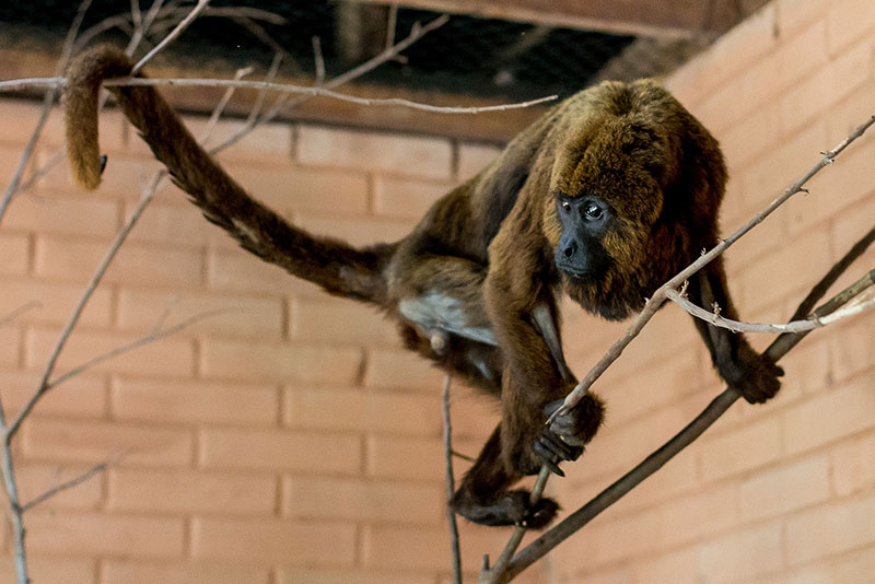 macaco