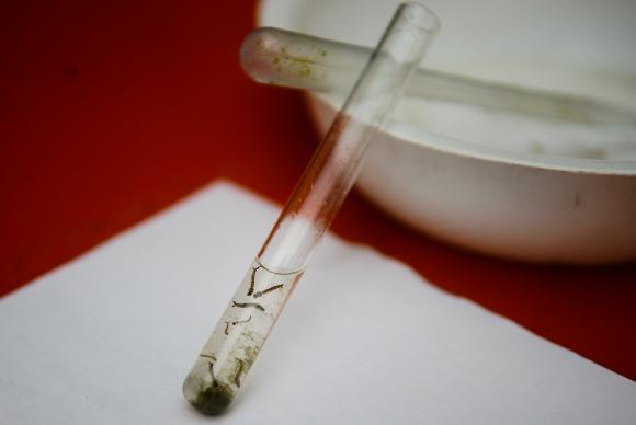 larva_de_aedes