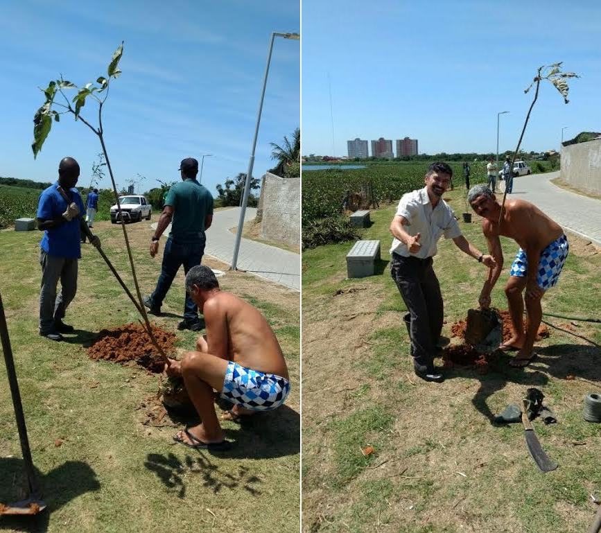 plantio de ipes