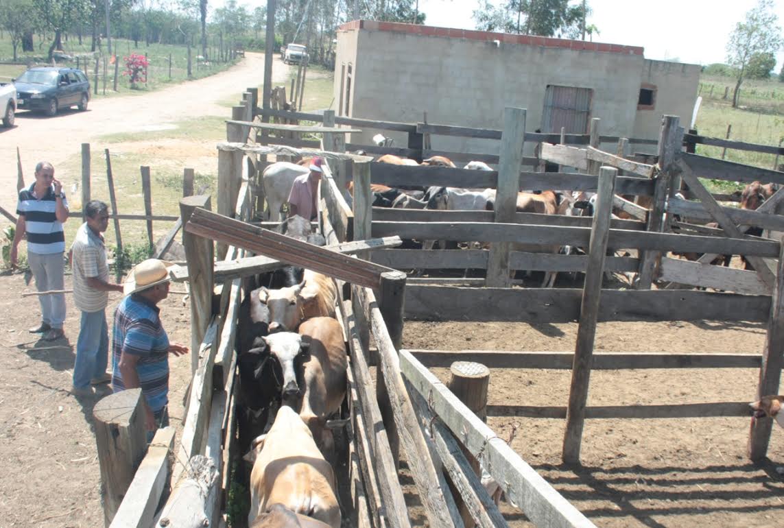 vacinação aftosa