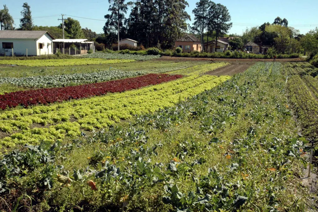 Seguro rural: novas regras ampliam cobertura e proteção ao produtor