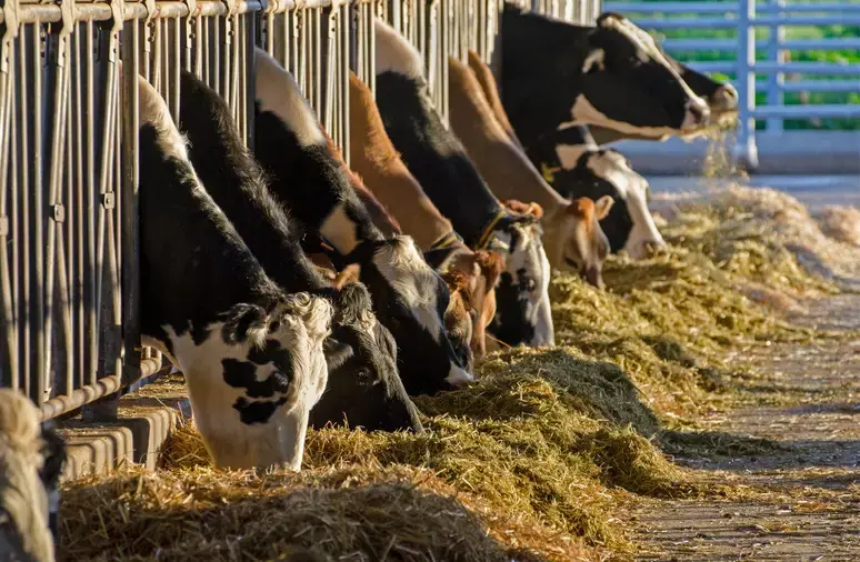 Produção de leite bate recorde mesmo com redução de vacas ordenhadas