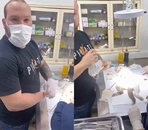 Falso veterinário é preso enquanto operava gato; outro bicho teve perna amputada