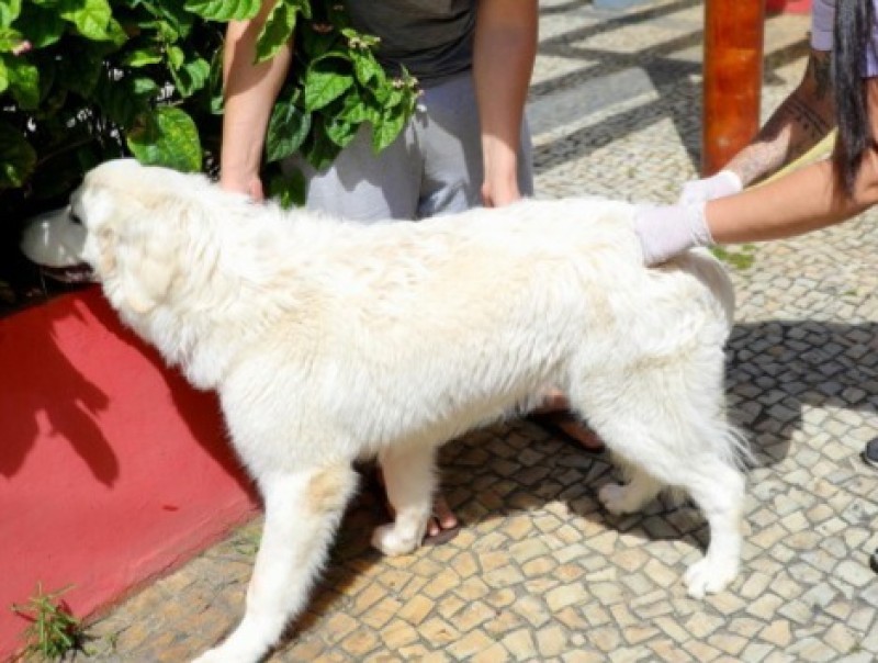 Vacinação de cães e gatos contra a raiva começa neste sábado em SJB