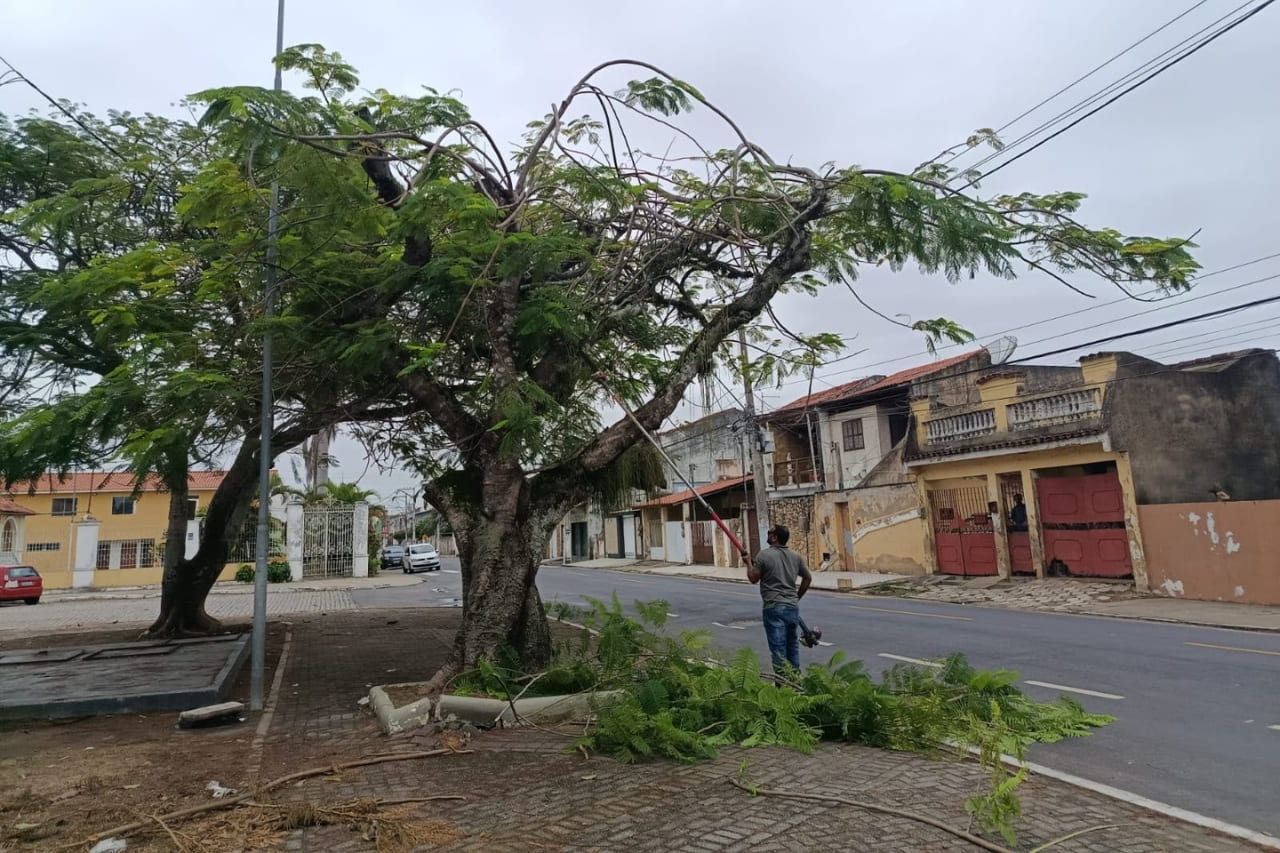 Ações de manutenção e revitalização da arborização na Praça Santo Antônio