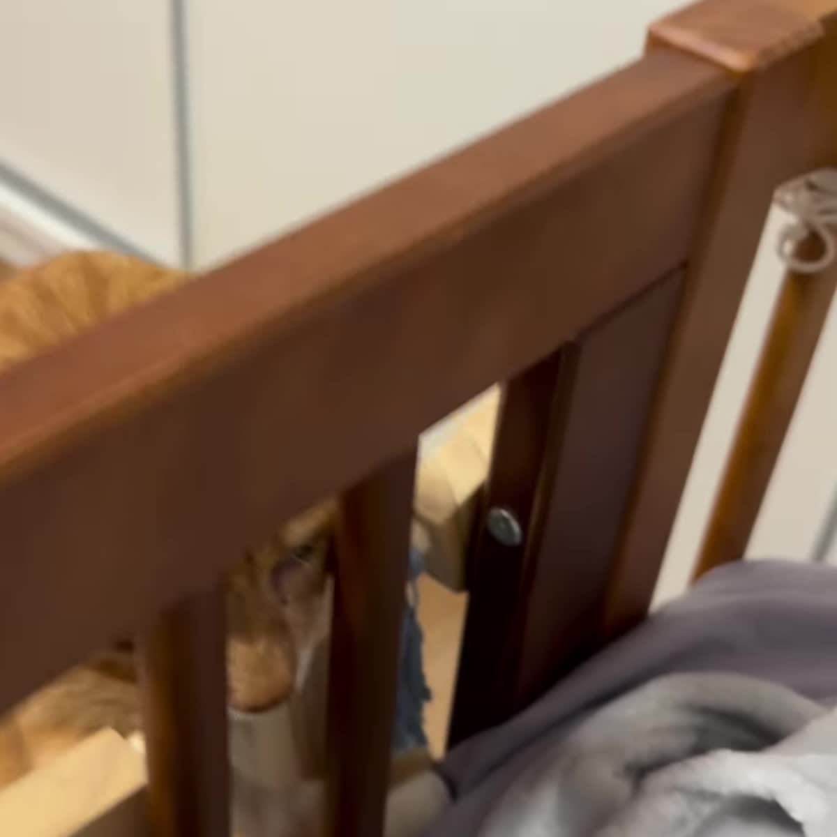 Gato Lenine observa os bebês no berço