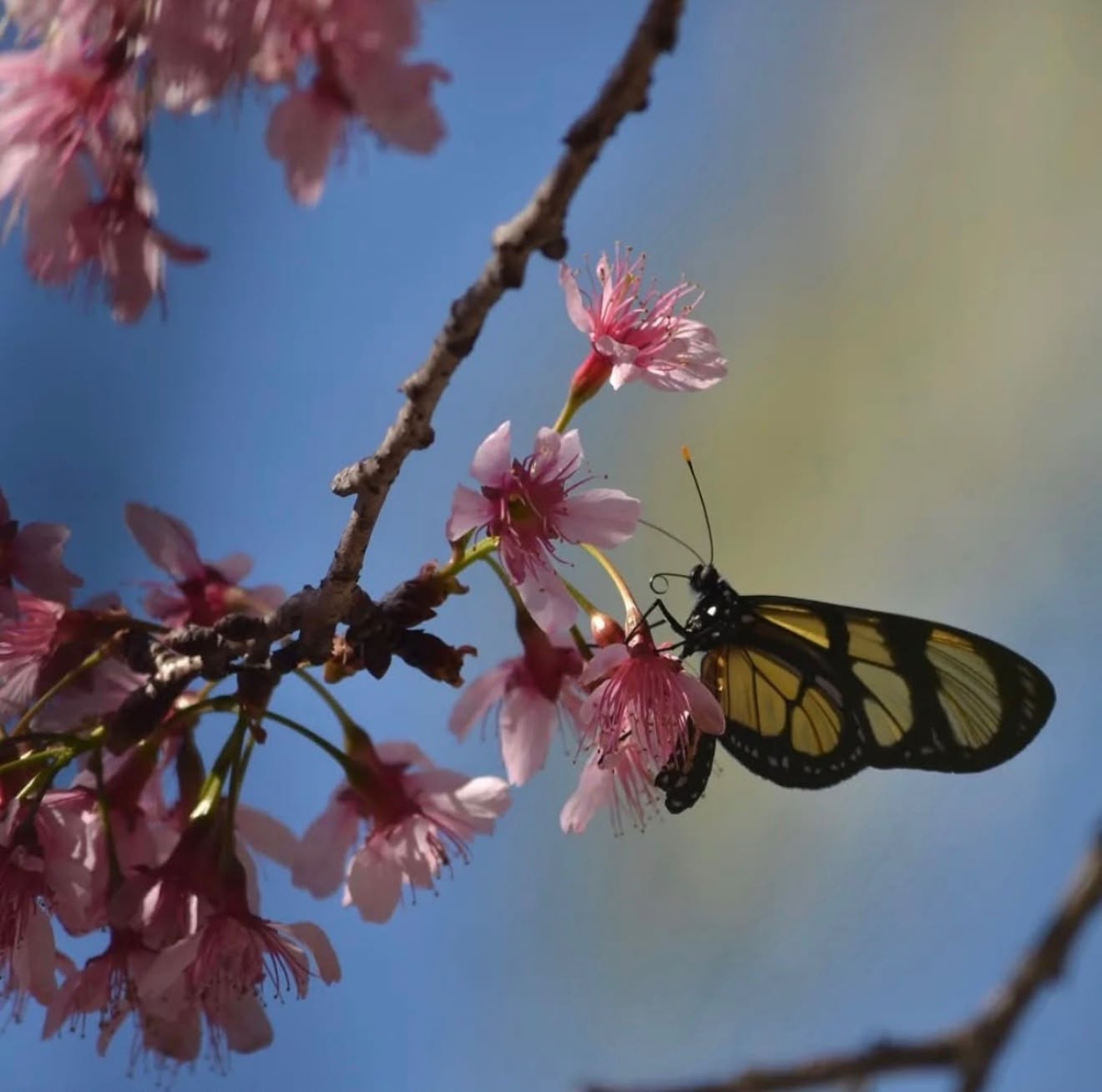 Bunka-Sai: inscrições para concurso de fotografia da florada das cerejeiras terminam nesta...