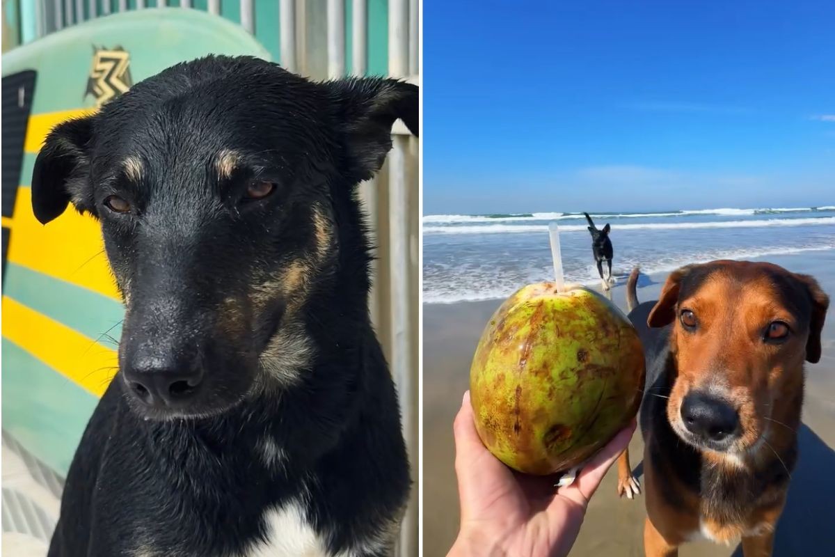 Cães abandonados viram surfistas e dividem pranchas com moradores no litoral de SP: 'Praia...