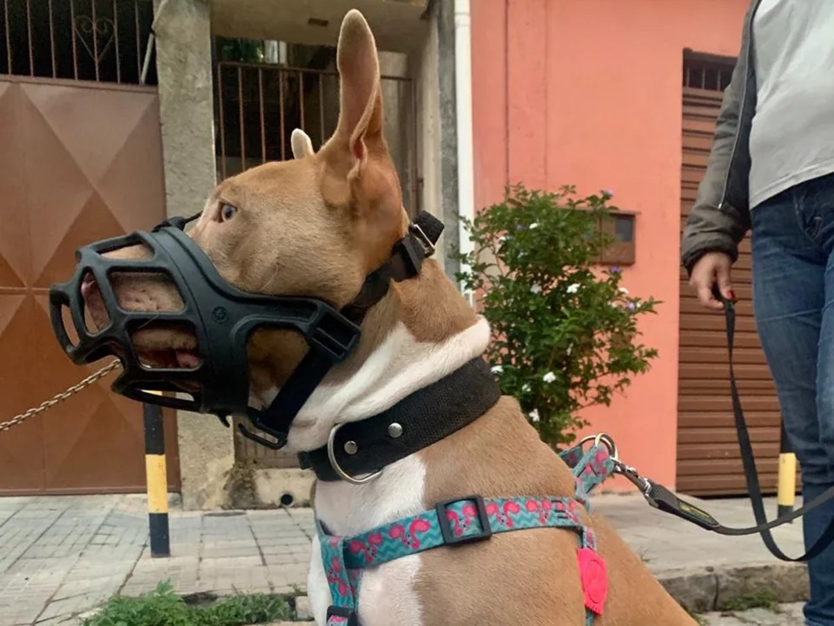 Câmara de Campinas aprova veto a nomeação de condenados por maus-tratos a animais e uso de...