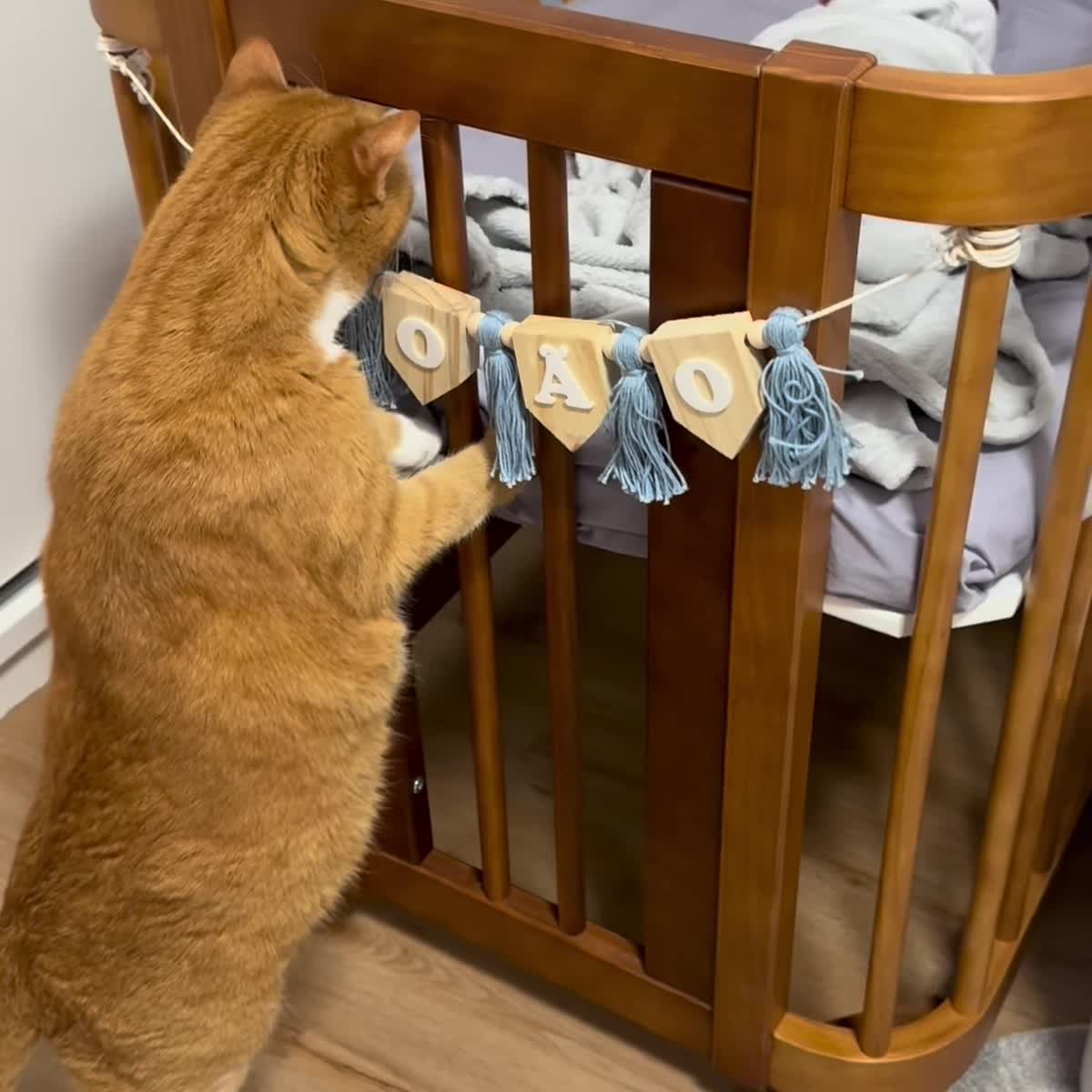 Gato Lenine conhece o quarto após a chegada dos bebês