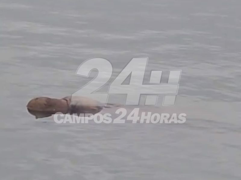 Corpo de homem é encontrado boiando no Rio Paraíba, no Centro de Campos