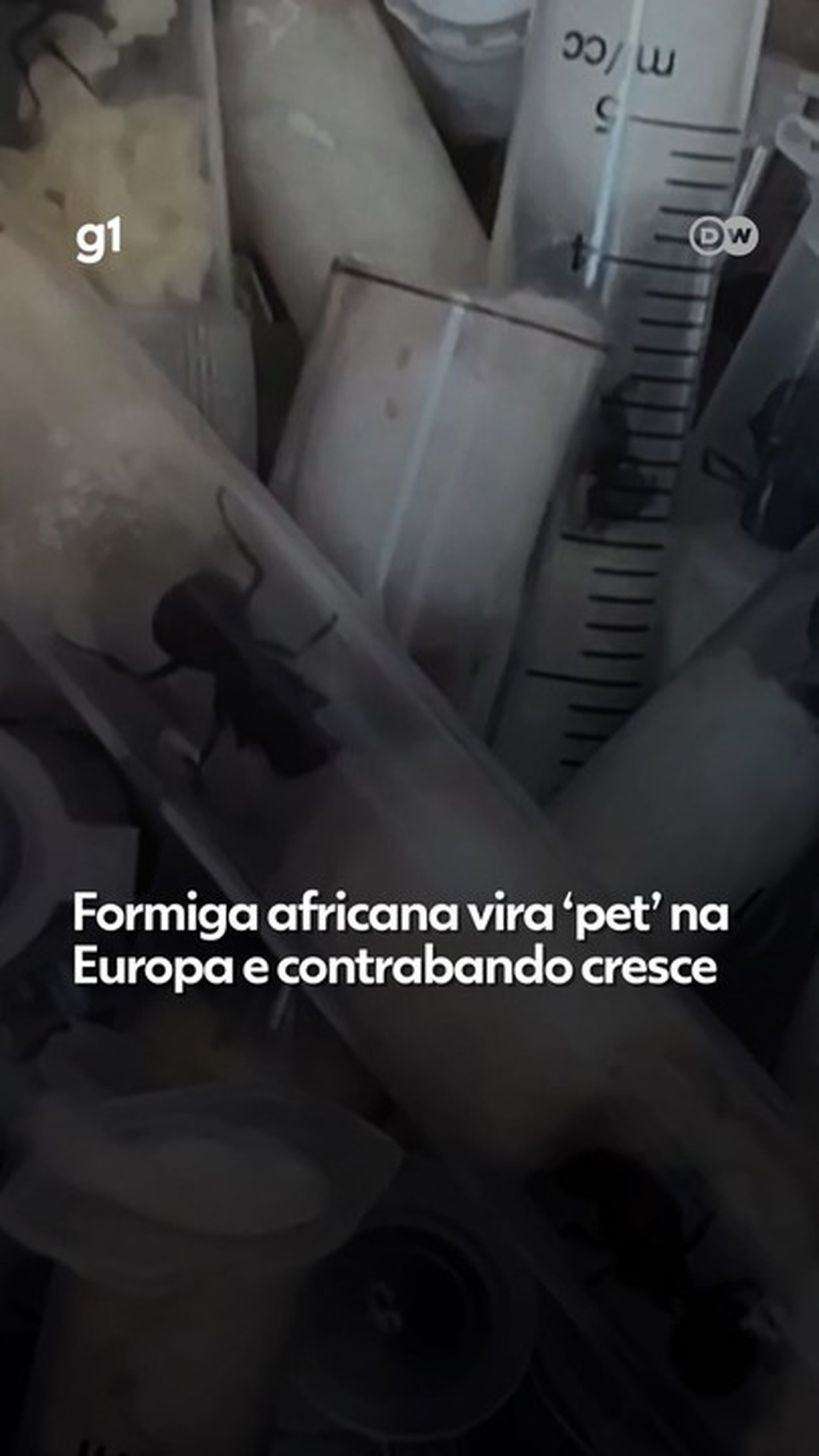 Formiga africana vira ‘pet’ na Europa e contrabando cresce; veja VÍDEO