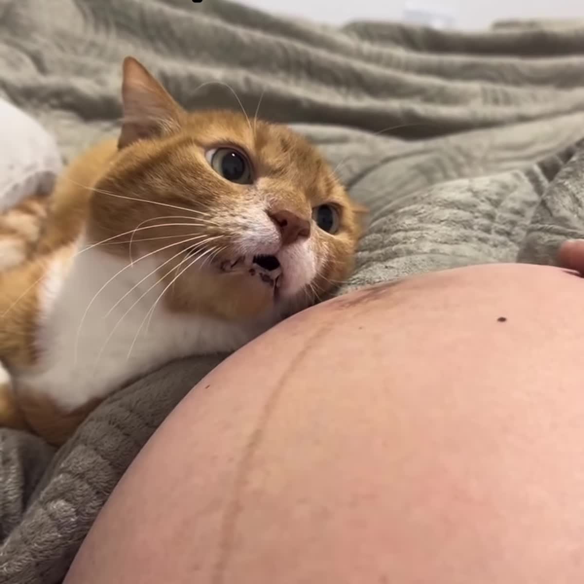 Gato Lenine próximo à barriga durante a gestação