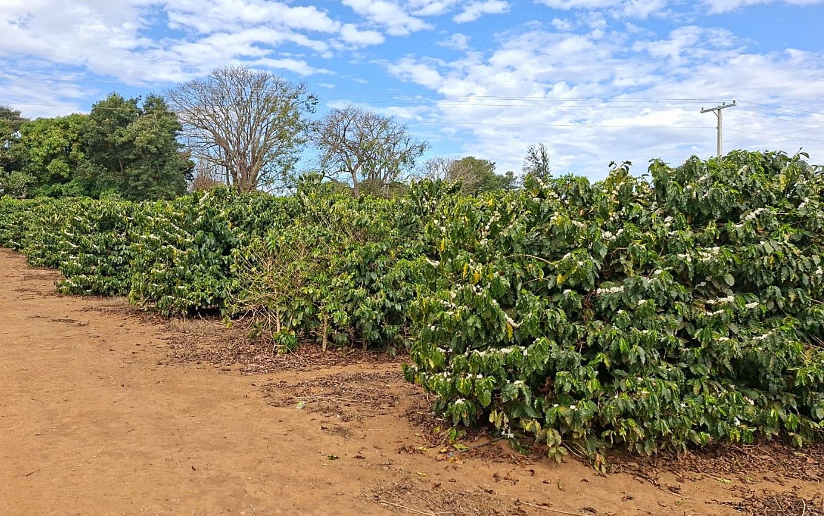 Inverno chuvoso antecipa florada do café no Sul de MG para a época de colheita e surpreende...
